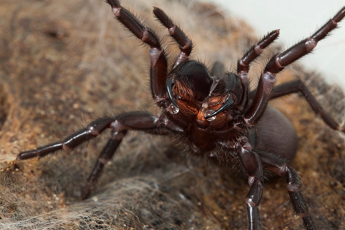 Toxic Masculinity Why Male Funnel Web Spiders Are So Dangerous Uq